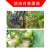 40%嘧霉胺灰霉病专用杀菌剂灰霉病菌核病叶霉病农用杀菌剂