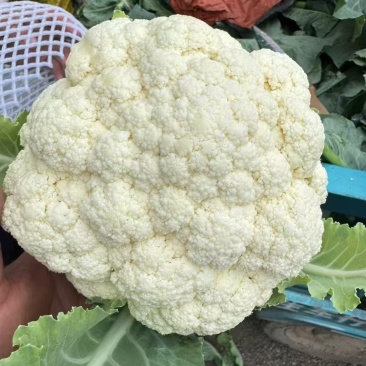 松花菜有机菜花量大质优价格优惠一手货源欢迎采购