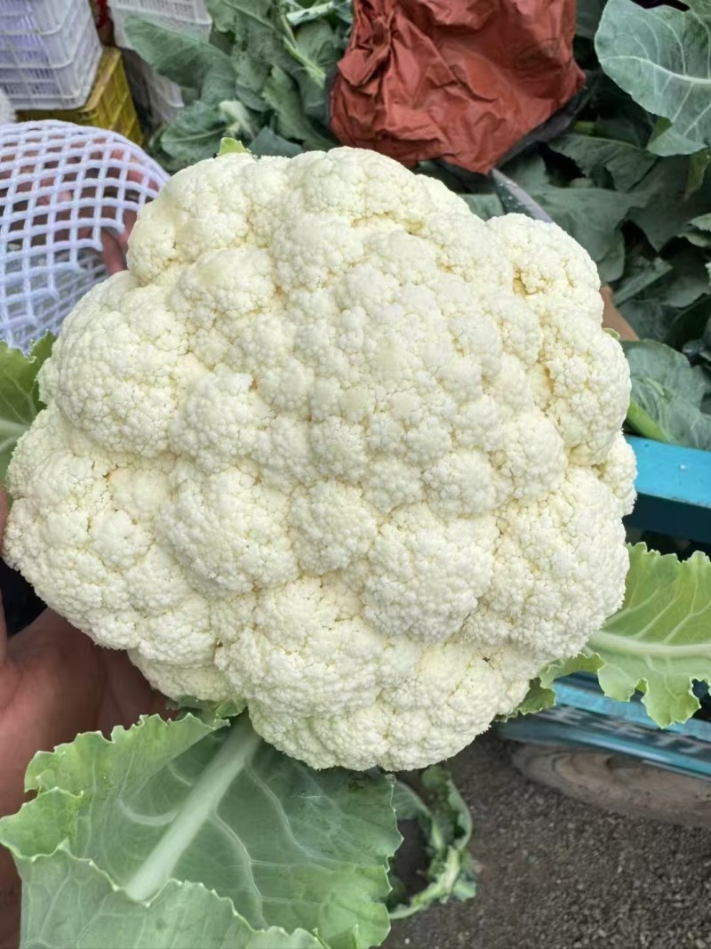 松花菜有机菜花量大质优价格优惠一手货源欢迎采购