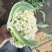 松花菜有机菜花量大质优价格优惠一手货源欢迎采购