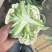 松花菜有机菜花量大质优价格优惠一手货源欢迎采购