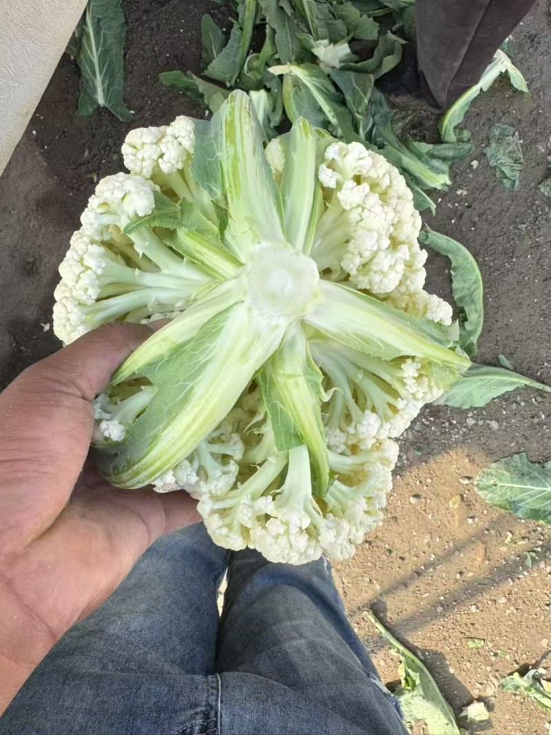 松花菜有机菜花量大质优价格优惠一手货源欢迎采购