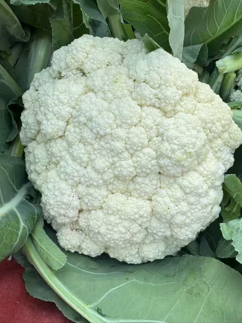 松花菜有机菜花量大质优价格优惠一手货源欢迎采购