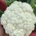 松花菜有机菜花量大质优价格优惠一手货源欢迎采购