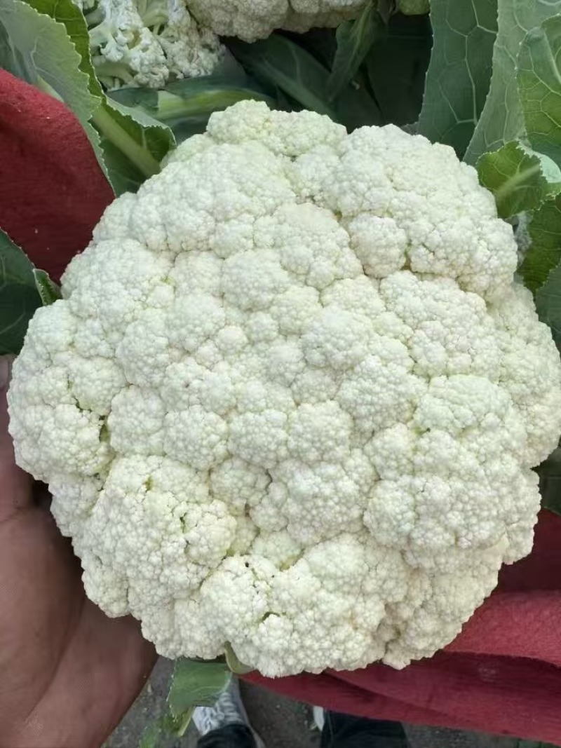 松花菜有机菜花量大质优价格优惠一手货源欢迎采购