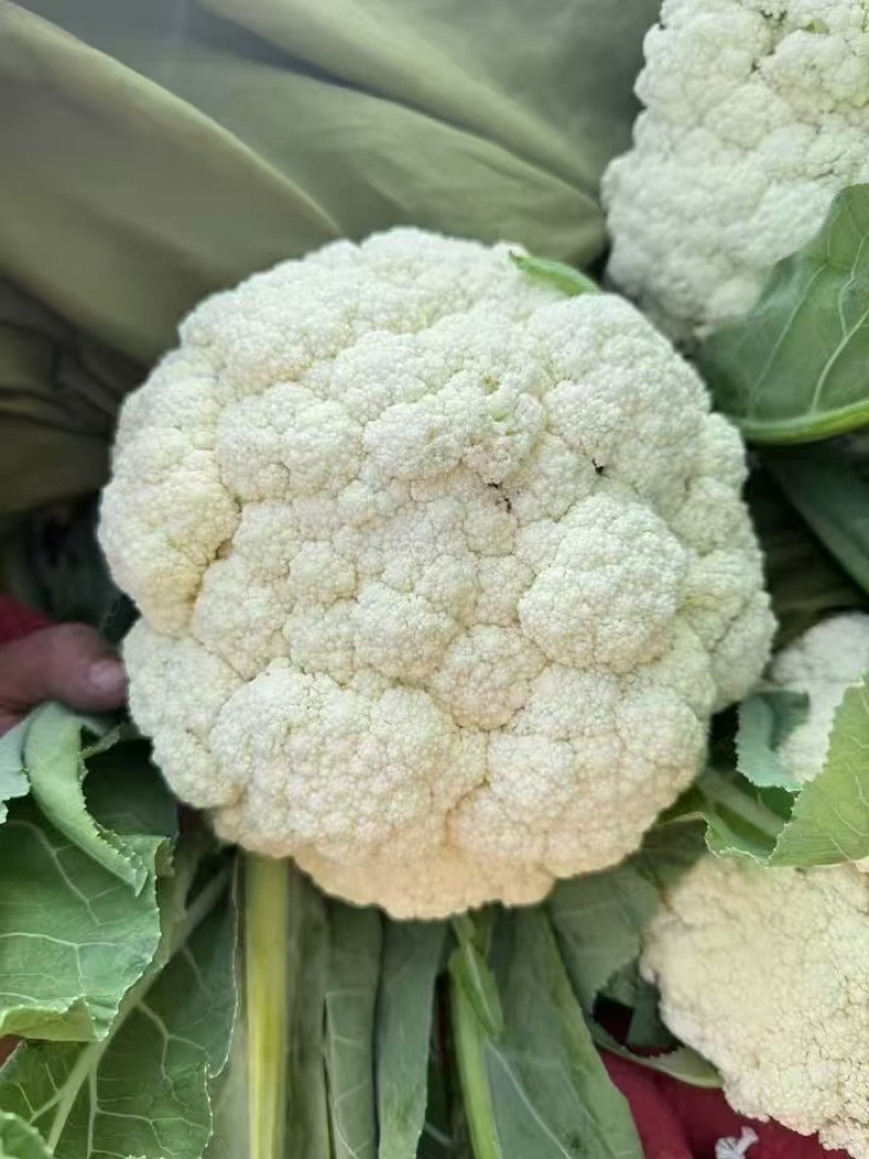 松花菜有机菜花量大质优价格优惠一手货源欢迎采购