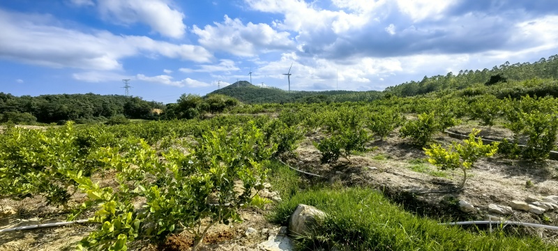 柠檬300多亩香水柠檬园，无籽柠檬寻采购商，现摘现发