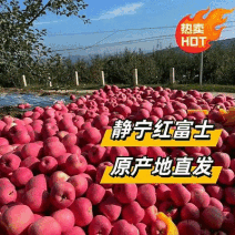 红富士苹果大量供应全国发货对接市场档口商超量大从优欢迎来