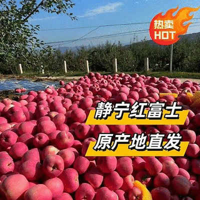 静宁红富士苹果大量上市了对接市场档口商超一条龙服务