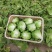 球生菜园生菜一手货源基地直发货源充足量大从优
