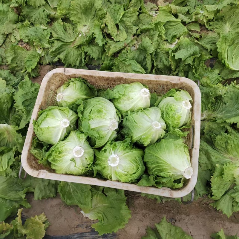 球生菜园生菜一手货源基地直发货源充足量大从优