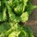 球生菜园生菜一手货源基地直发货源充足量大从优