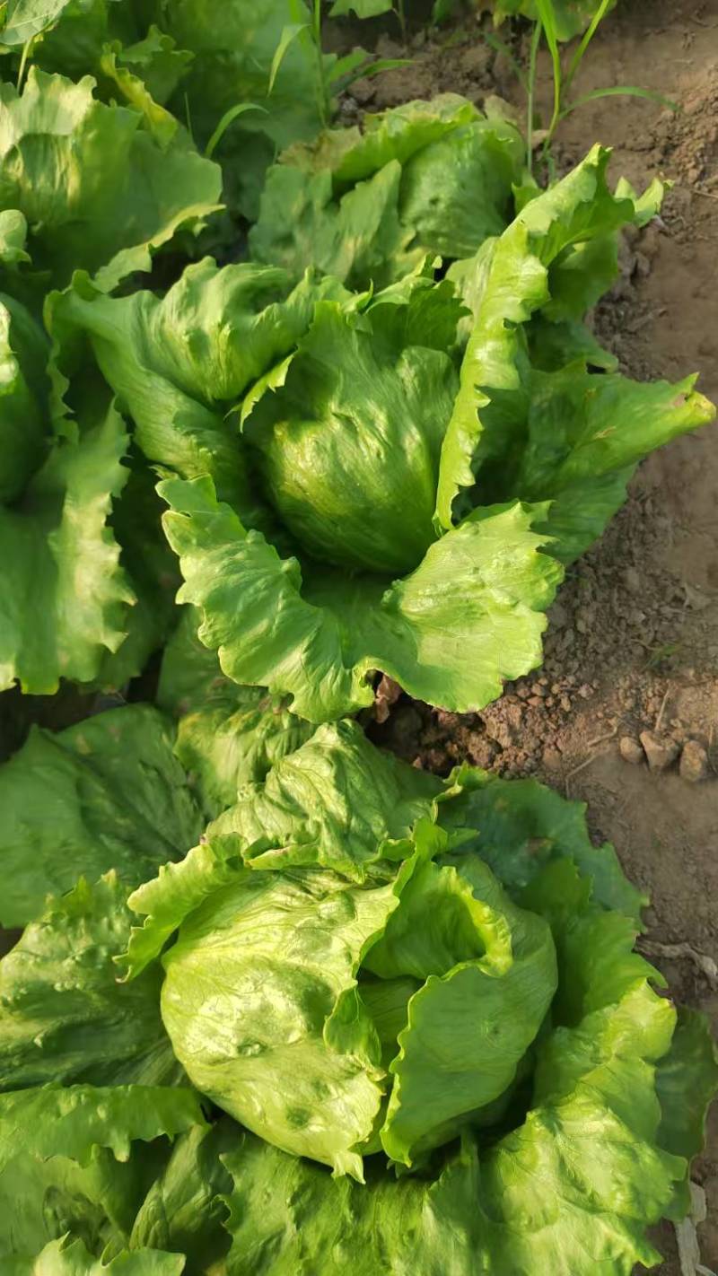 球生菜园生菜一手货源基地直发货源充足量大从优