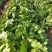 球生菜园生菜一手货源基地直发货源充足量大从优