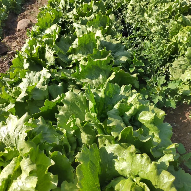 球生菜园生菜一手货源基地直发货源充足量大从优