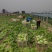 球生菜园生菜一手货源基地直发货源充足量大从优