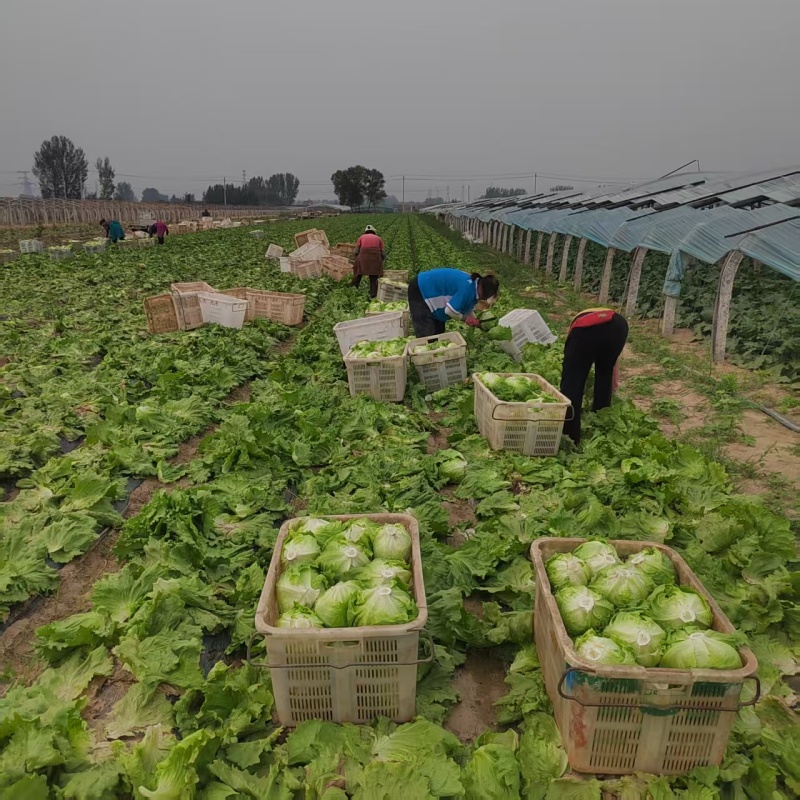 球生菜园生菜一手货源基地直发货源充足量大从优