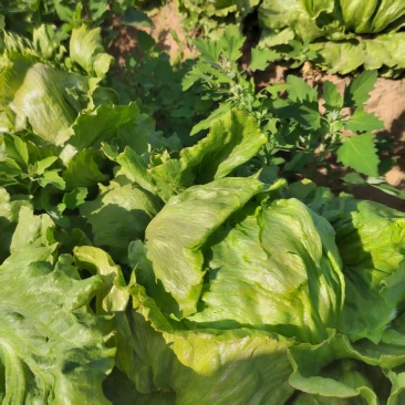 球生菜园生菜一手货源基地直发货源充足量大从优