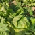 球生菜园生菜一手货源基地直发货源充足量大从优