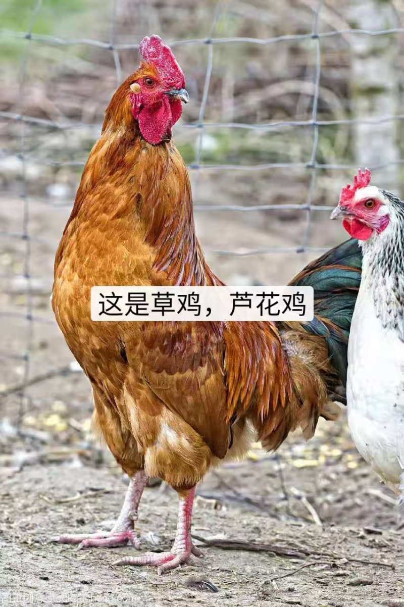 本厂孵化各种鸡苗，厂家直供，包疫苗包成活包运输。