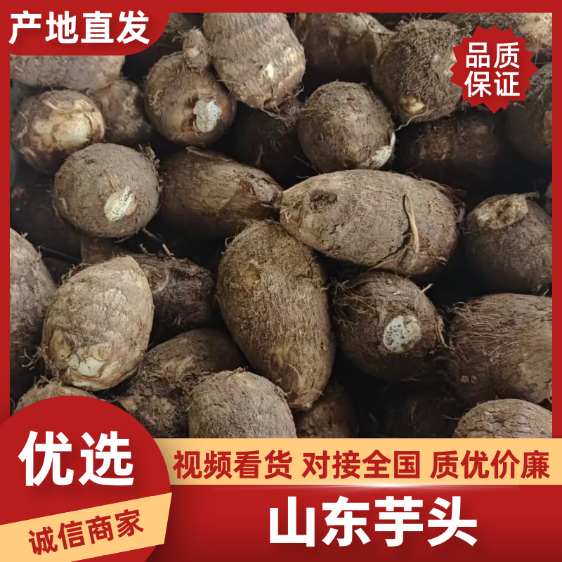 芋头山东毛芋头/芋头8520规格齐全，坏烂包赔，价格可谈