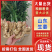江苏生姜小黄姜鲜姜，规格齐全/窖存姜/冷库/坏烂包赔