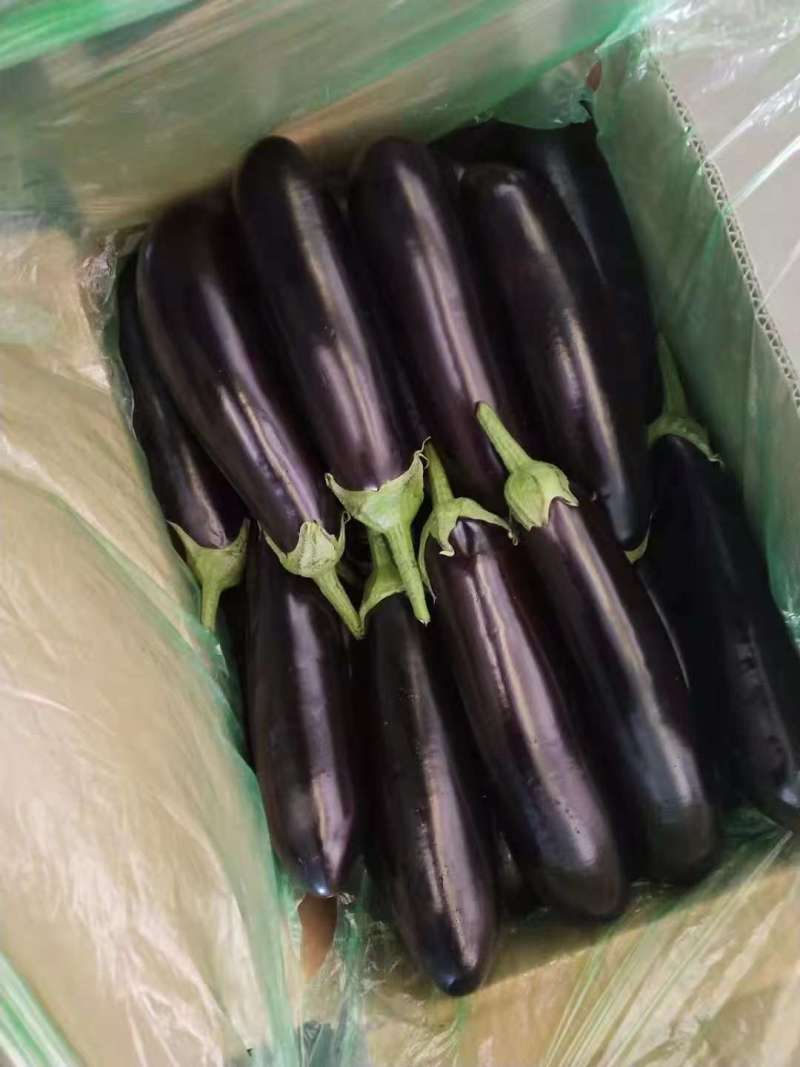 【热卖中】辽宁紫茄绿裤长茄产地海量货源可发全国量大从优