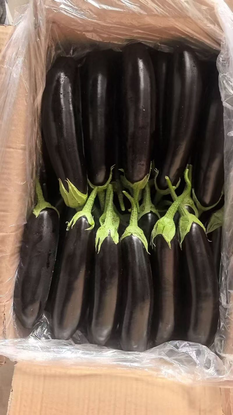 辽宁茄子货源充足产地一手货源外形好质量保证