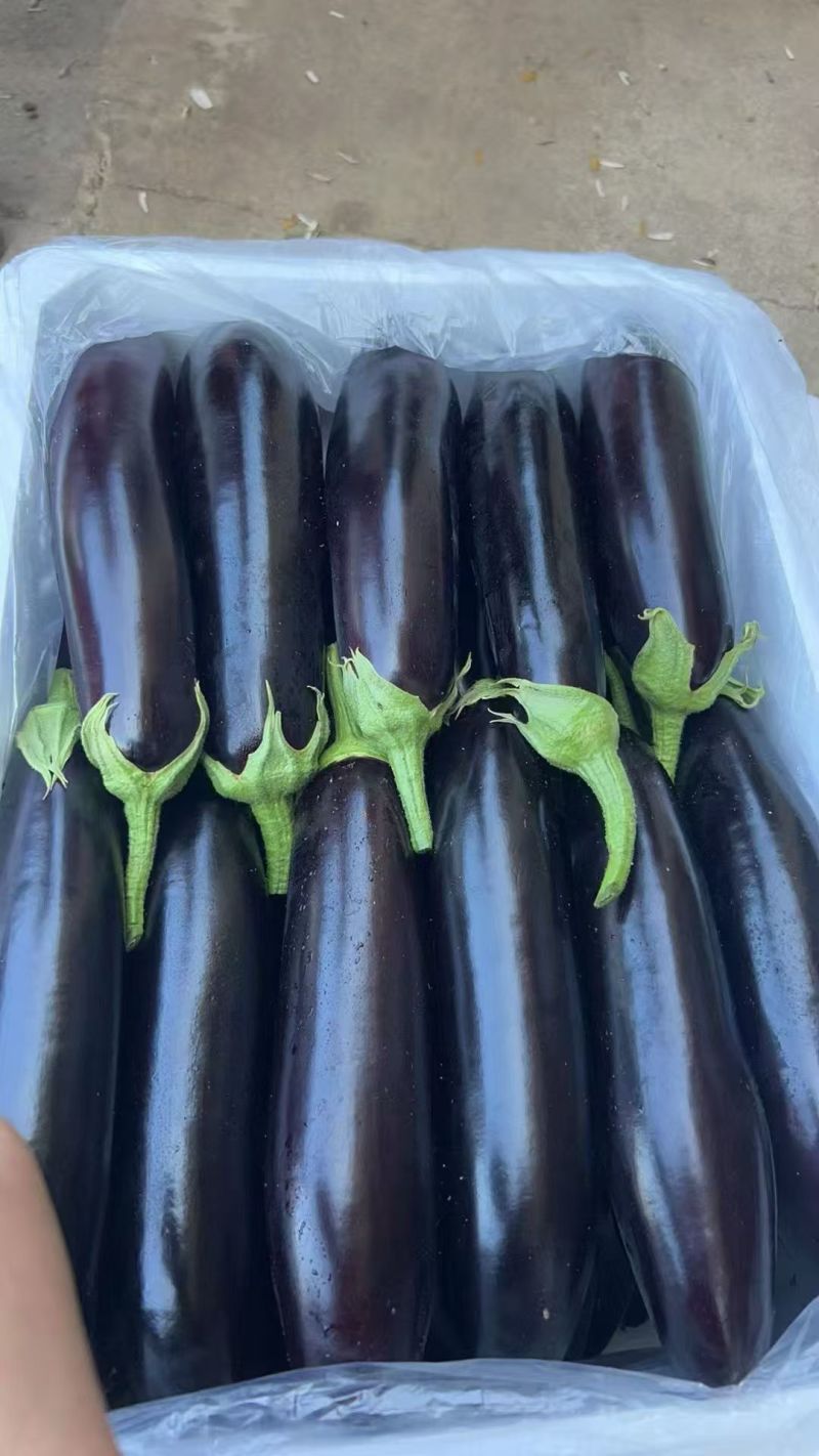 辽宁茄子货源充足产地一手货源外形好质量保证