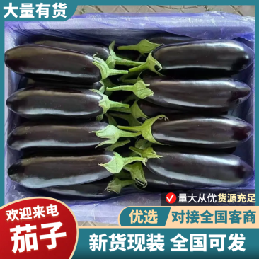 辽宁茄子货源充足产地一手货源外形好质量保证