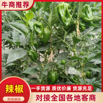 辣椒螺丝椒杭椒尖椒价格便宜货源充足