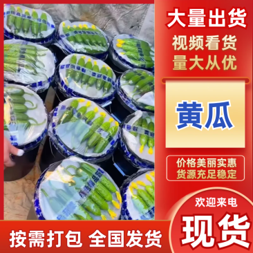 【精品】旱黄瓜货源充足辽宁产区品质保证价格实惠欢迎采购