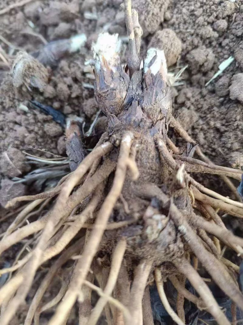 河北北仓术苗成活率高价格美丽质量好走货快欢迎询价