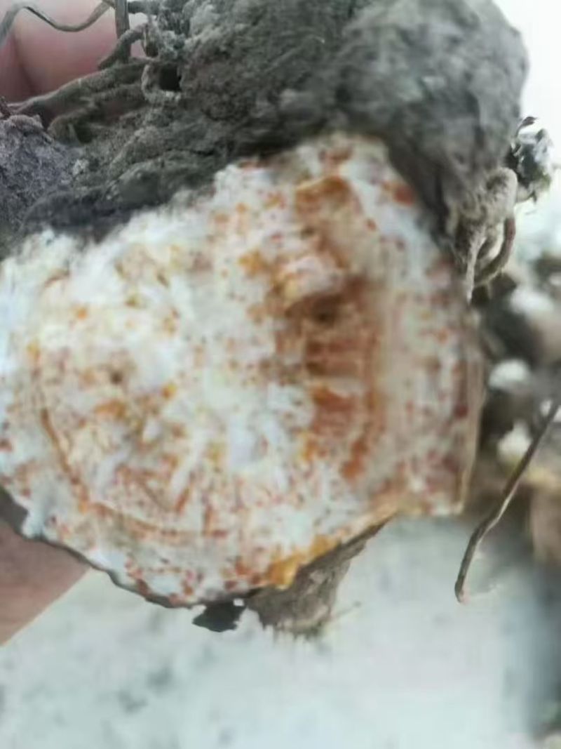 河北北仓术苗成活率高价格美丽质量好走货快欢迎询价