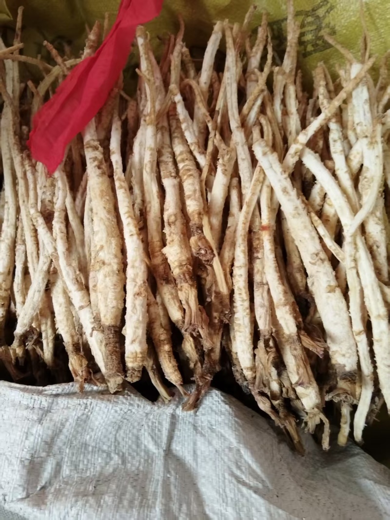 河北北沙参药用价值高质量好走货快量大从优对接全国