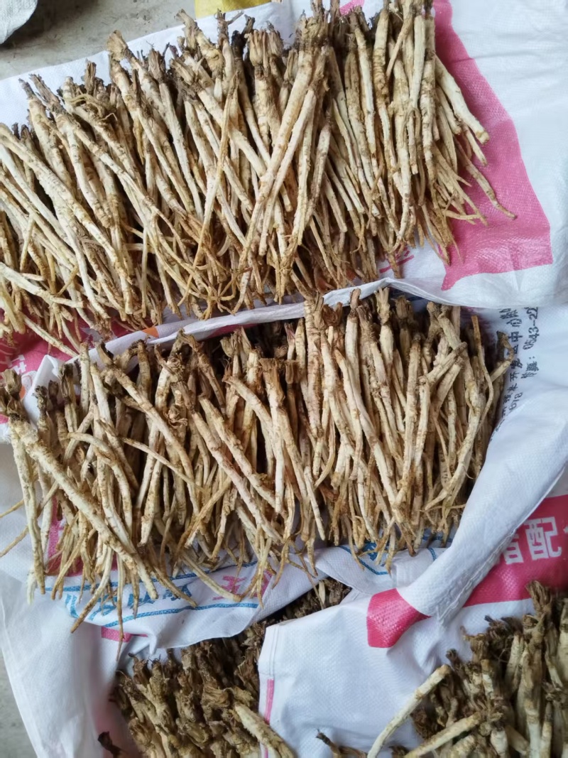 河北北沙参药用价值高质量好走货快量大从优对接全国
