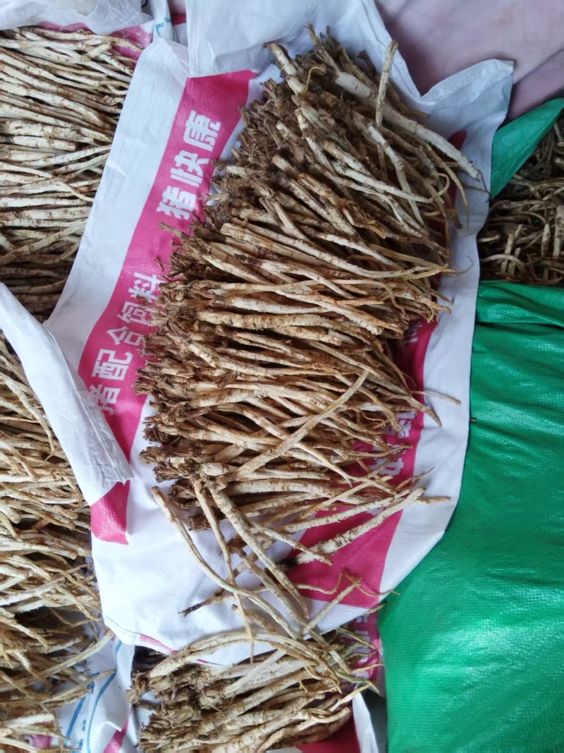 河北北沙参药用价值高质量好走货快量大从优对接全国