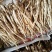 河北北沙参药用价值高质量好走货快量大从优对接全国