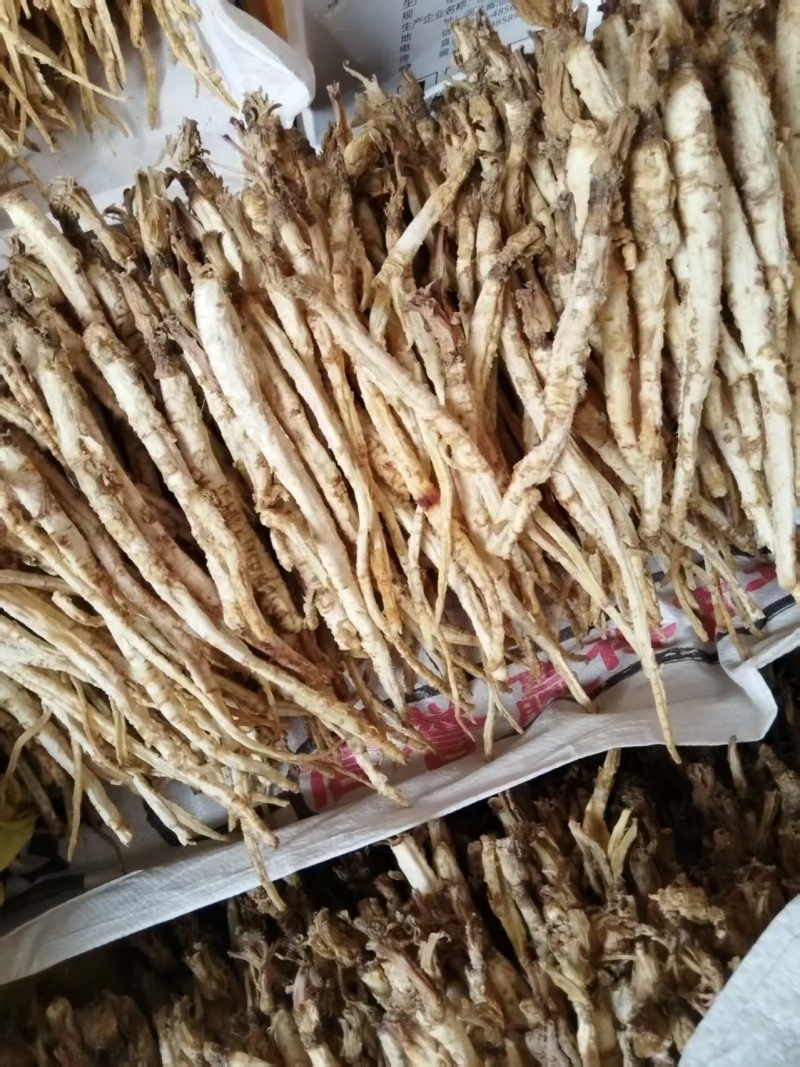 河北北沙参药用价值高质量好走货快量大从优对接全国