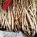 河北北沙参药用价值高质量好走货快量大从优对接全国