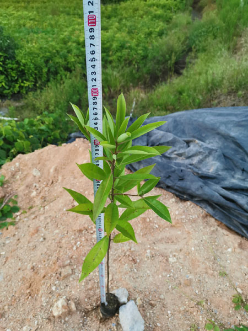 木荷袋苗
