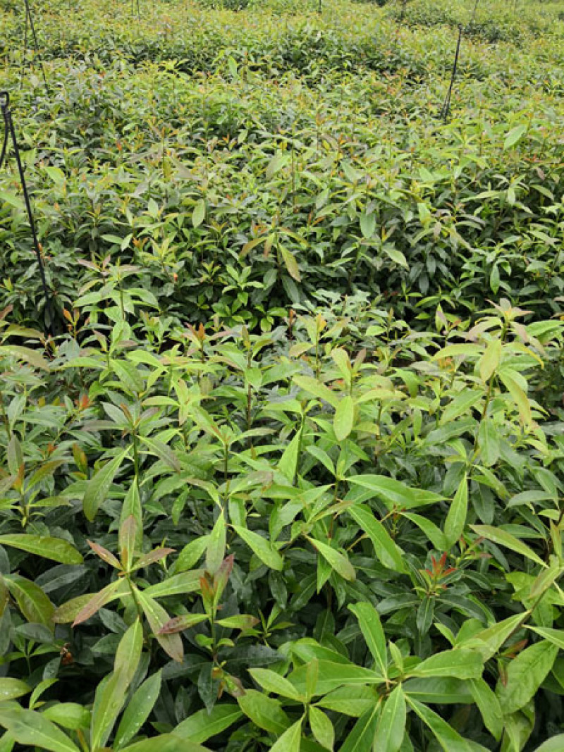 木荷袋苗
