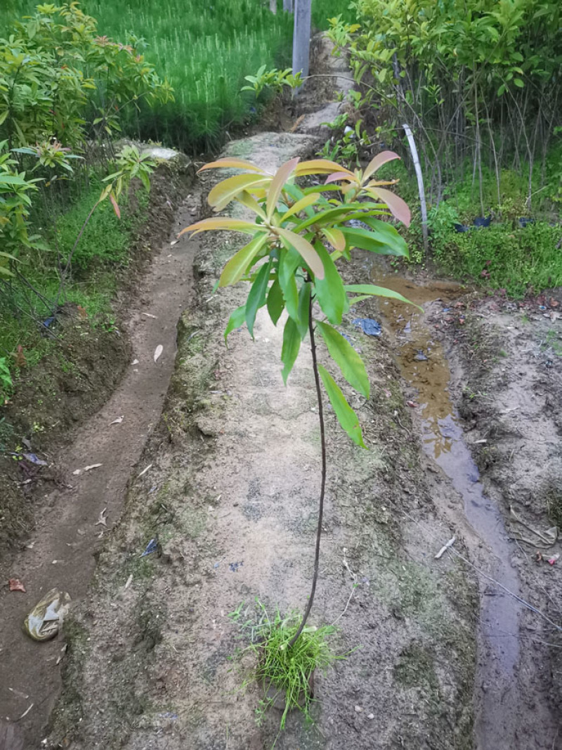木荷袋苗