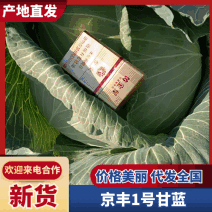 京丰一号，菜产地直发，一手货源，质量保证，可视频看货
