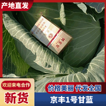 京丰一号，菜产地直发，一手货源，质量保证，可视频看货