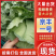 京丰一号，菜产地直发，一手货源，质量保证，可视频看货