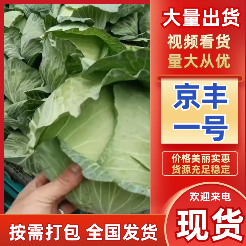 京丰一号，菜产地直发，一手货源，质量保证，可视频看货