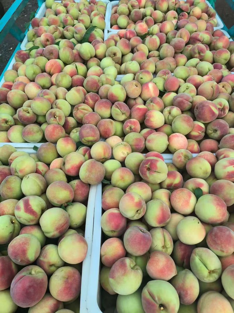 《山东毛桃》平邑精品毛桃大量有货销售，价格便宜，全国代发