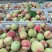 《山东毛桃》平邑精品毛桃大量有货销售,价格便宜,全国代发