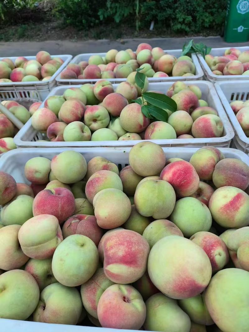 《山东毛桃》平邑精品毛桃大量有货销售，价格便宜，全国代发